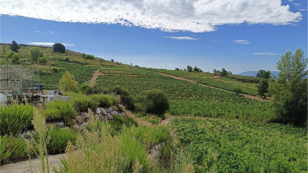 Caves et vignobles Raul Perez