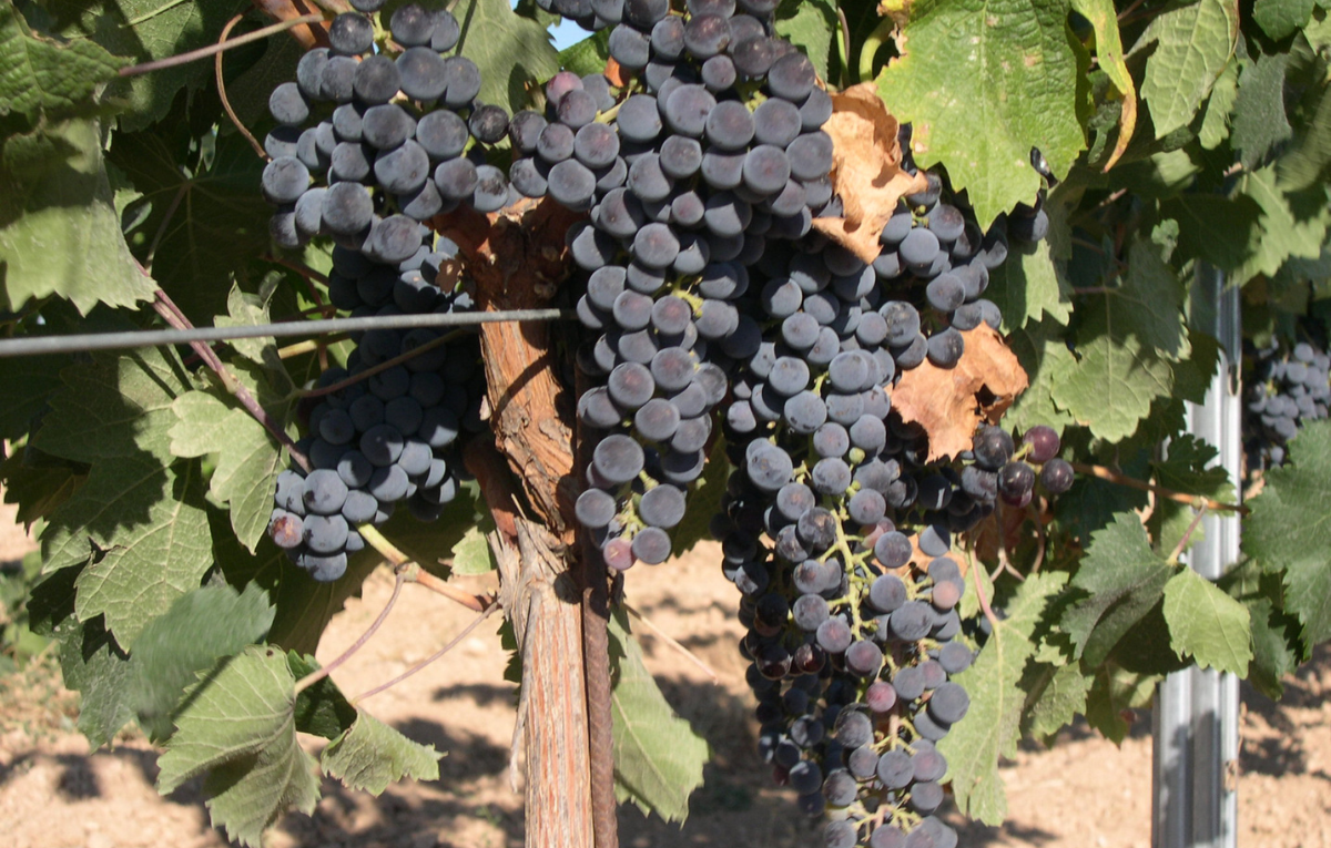 Merlot