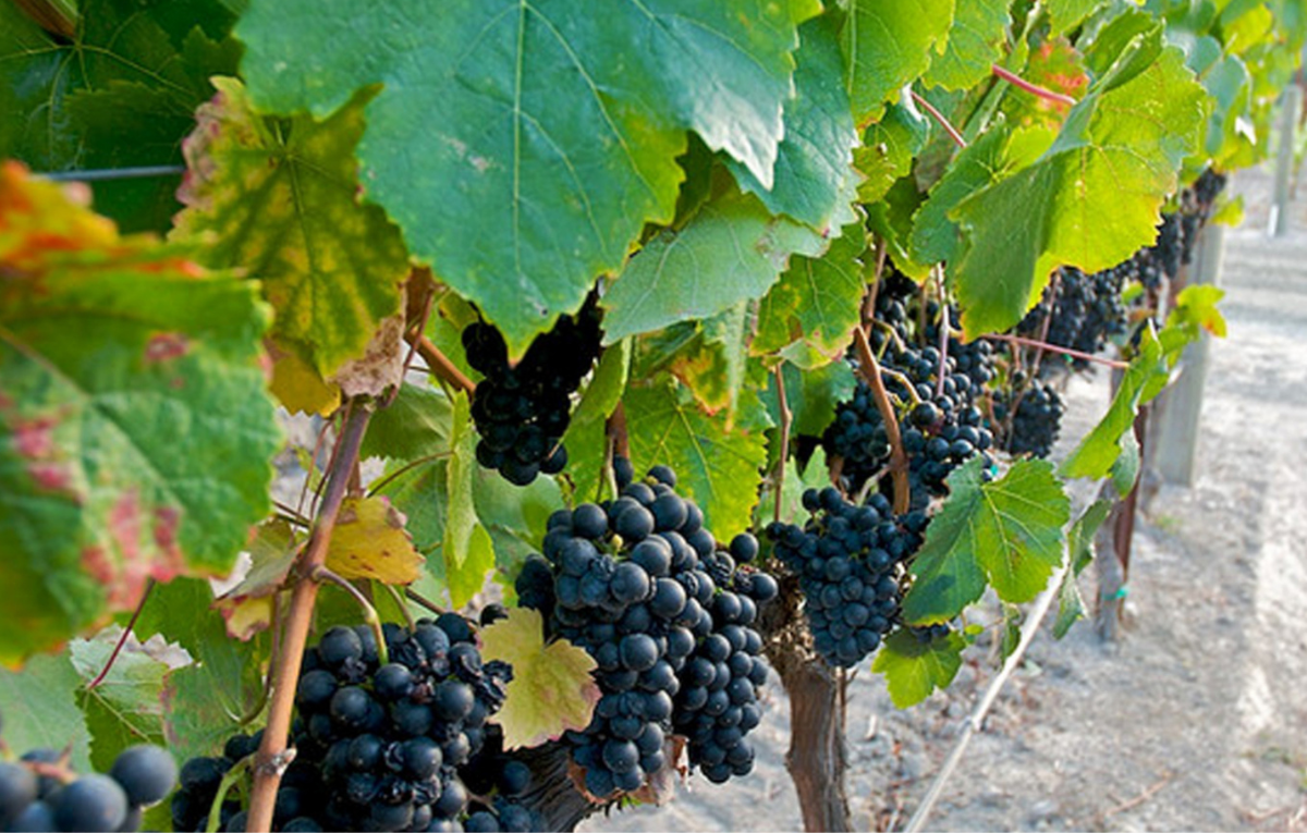 Petit Verdot