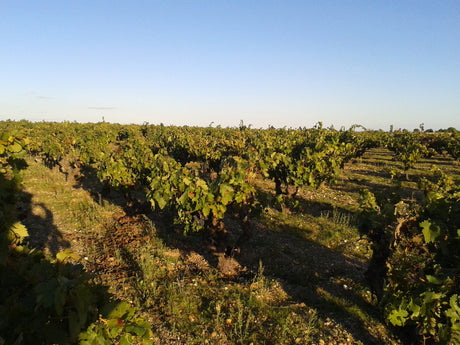 Bodega y Viñedos Sei Solo