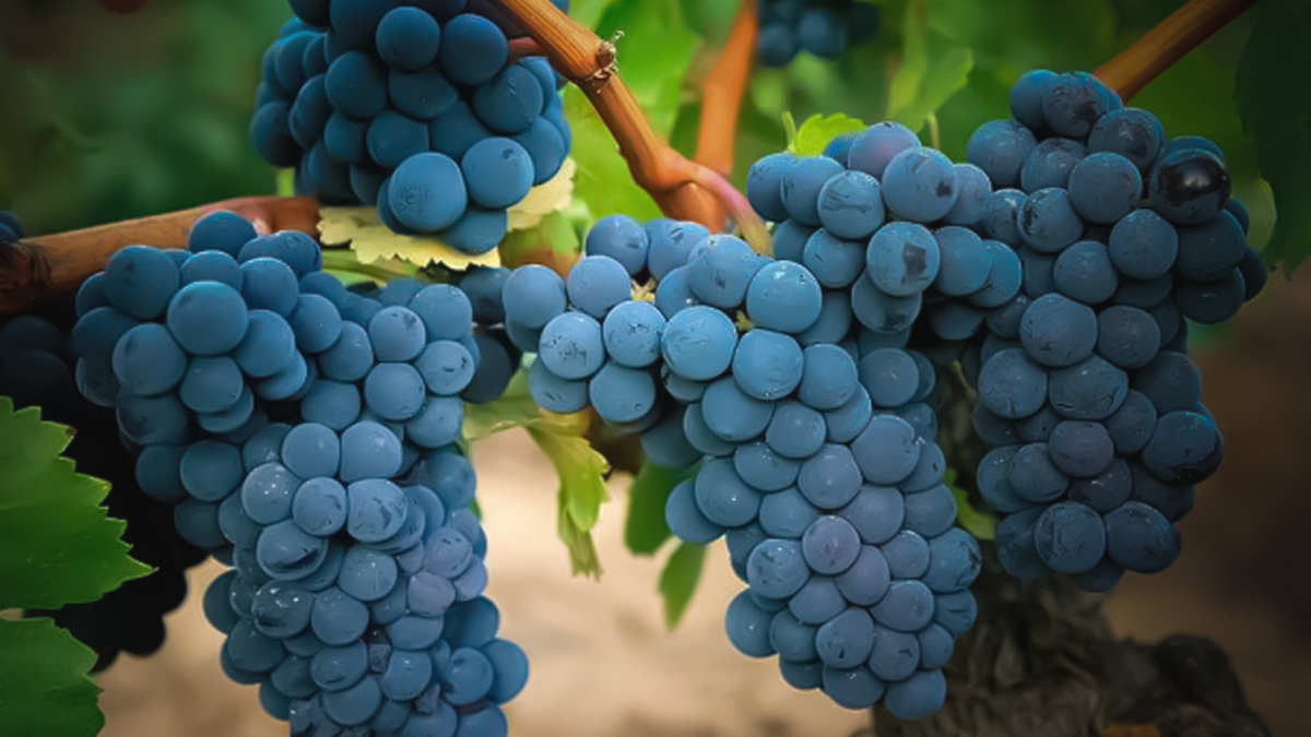 Mazuelo or Cariñena grapes