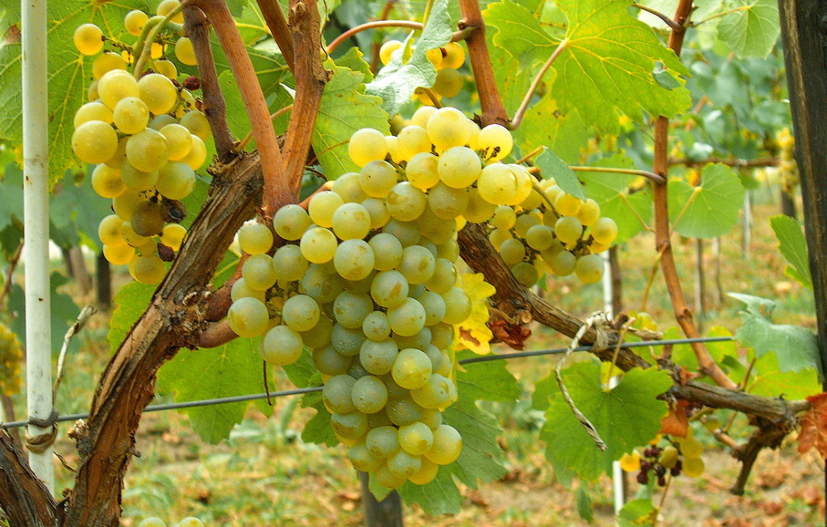 Verdejo