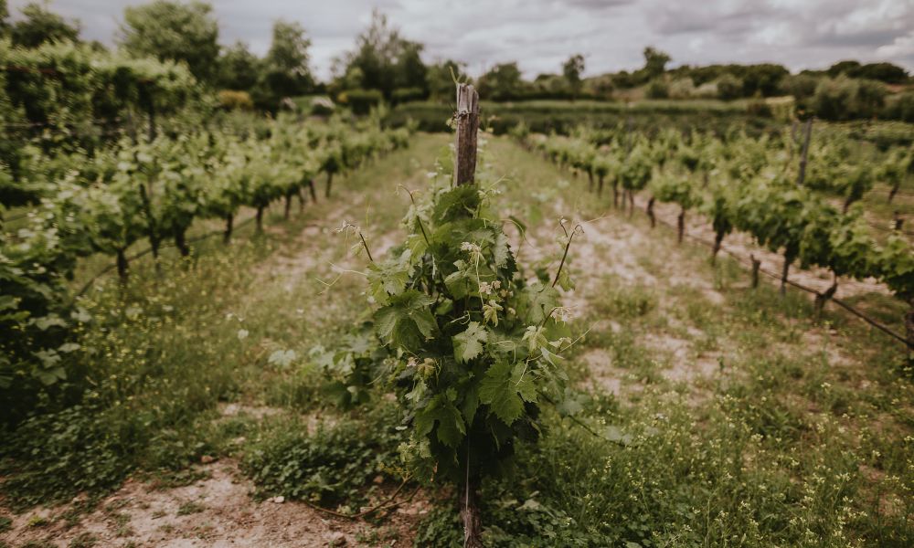 Vignobles Regajal